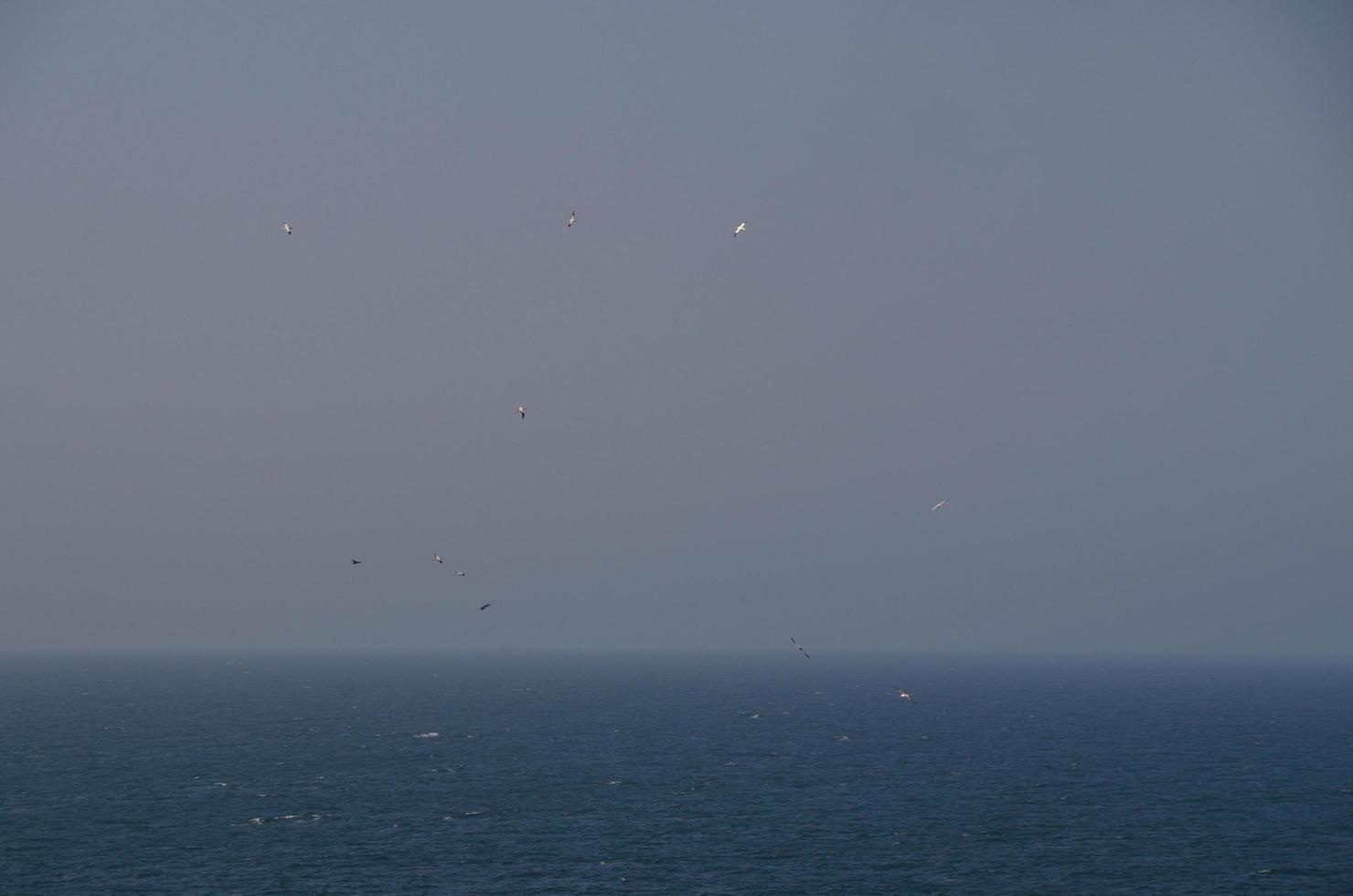 gaviotas en el mar foto