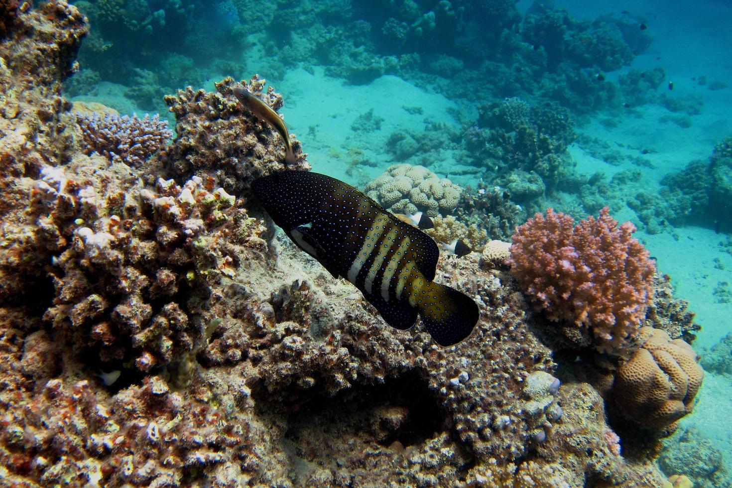 peacock grouper fish photo