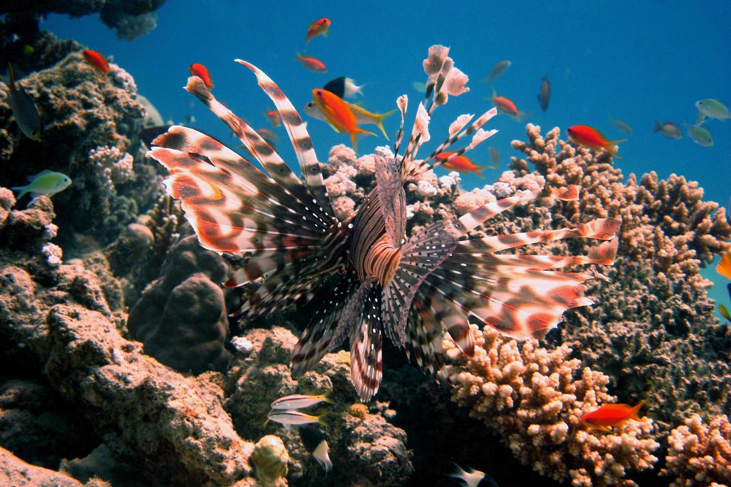 red lionfish behind photo