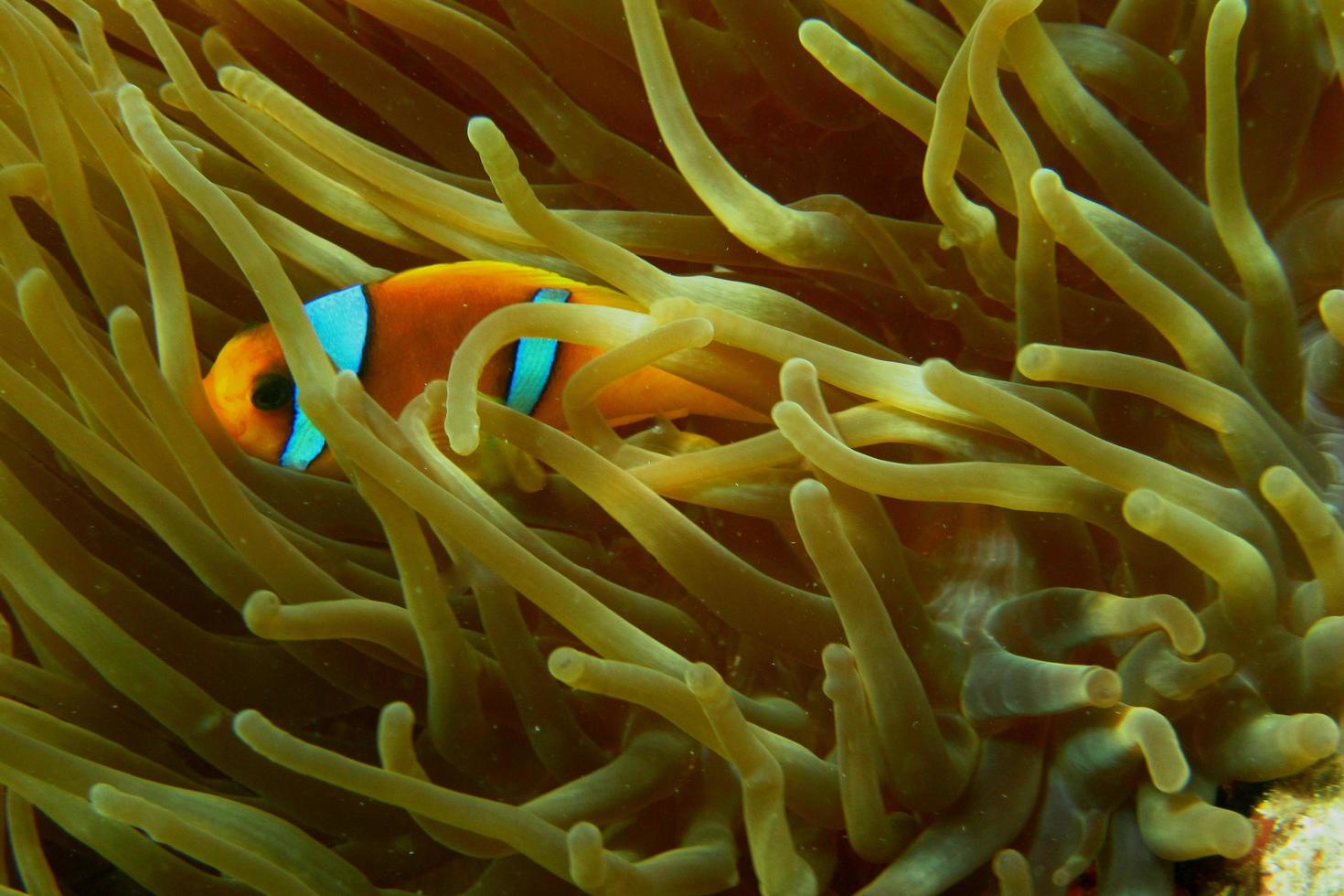 red sea anemonefish hiding photo