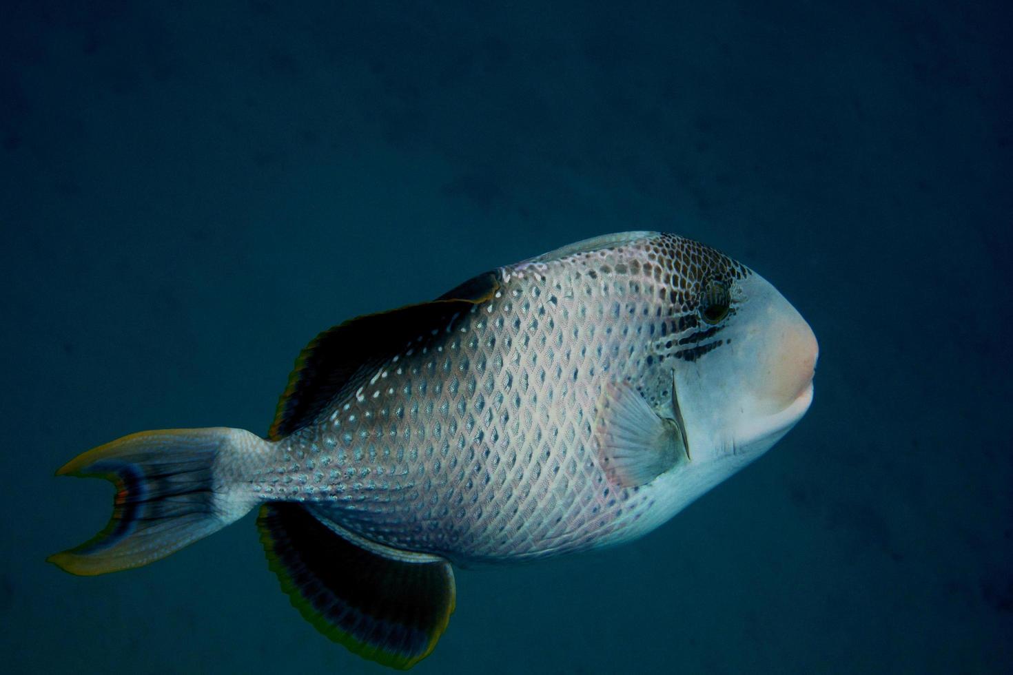 yellowmargin triggerfish side photo