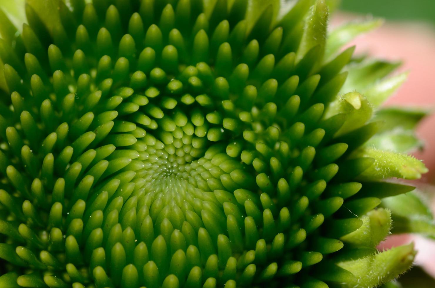 vista de detalle de flor verde foto