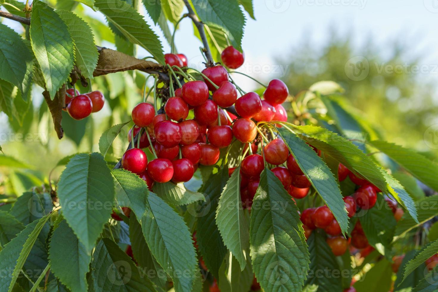 cerezas dulces maduras en el árbol foto