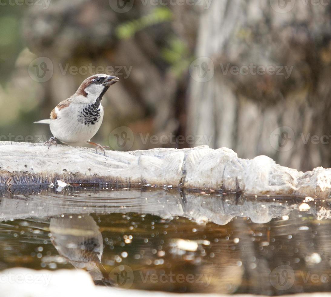 Amazing birds of Israel, birds of the Holy Land photo