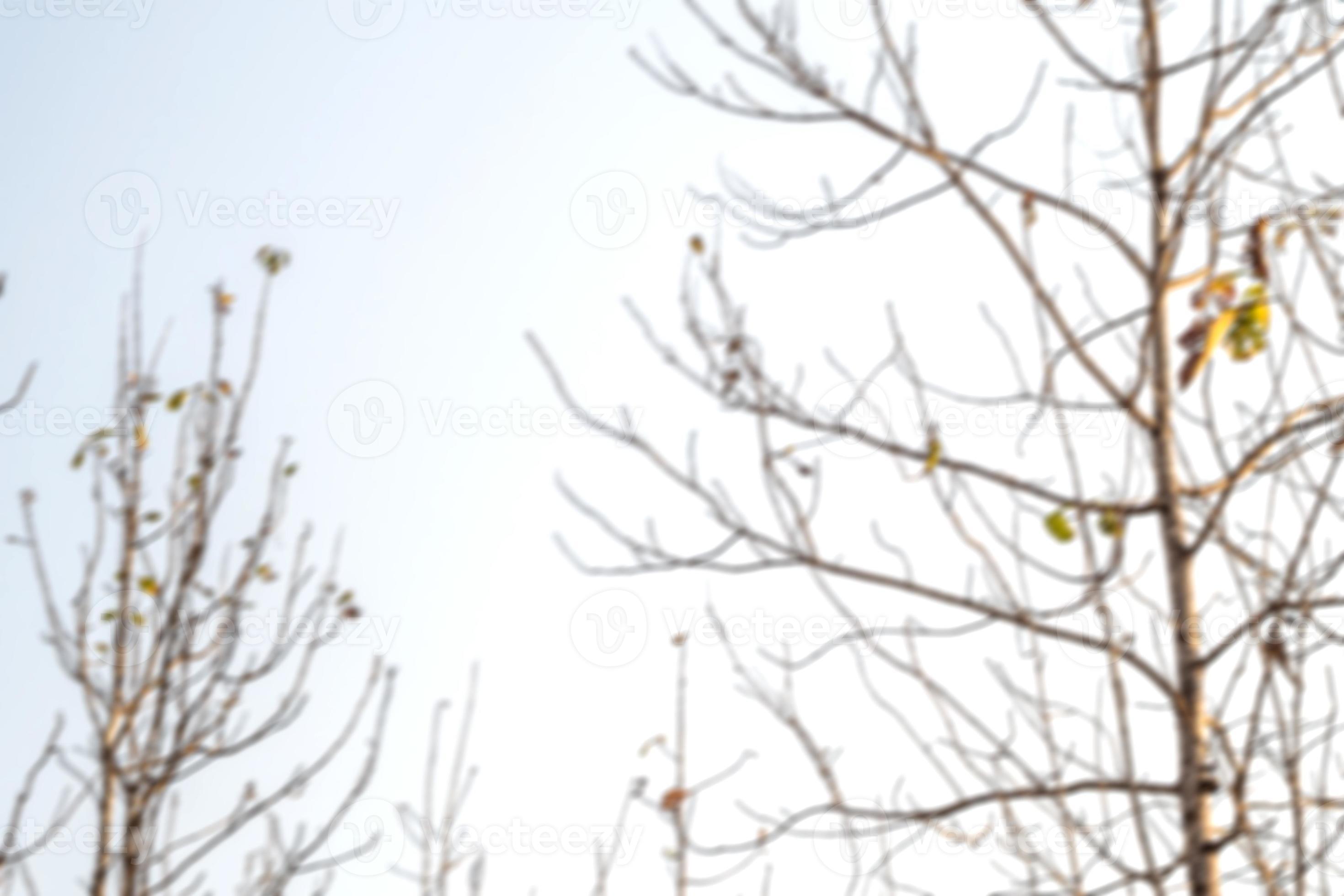 Blured background of the tops of the teak trees shed their leaves in