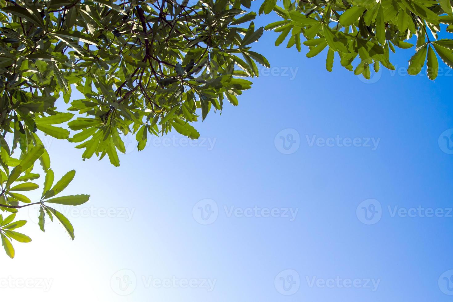 View up to the sky under the tree photo