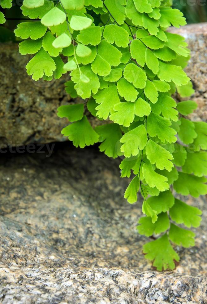 Freshness Adiantum, black leaf stalk fern photo