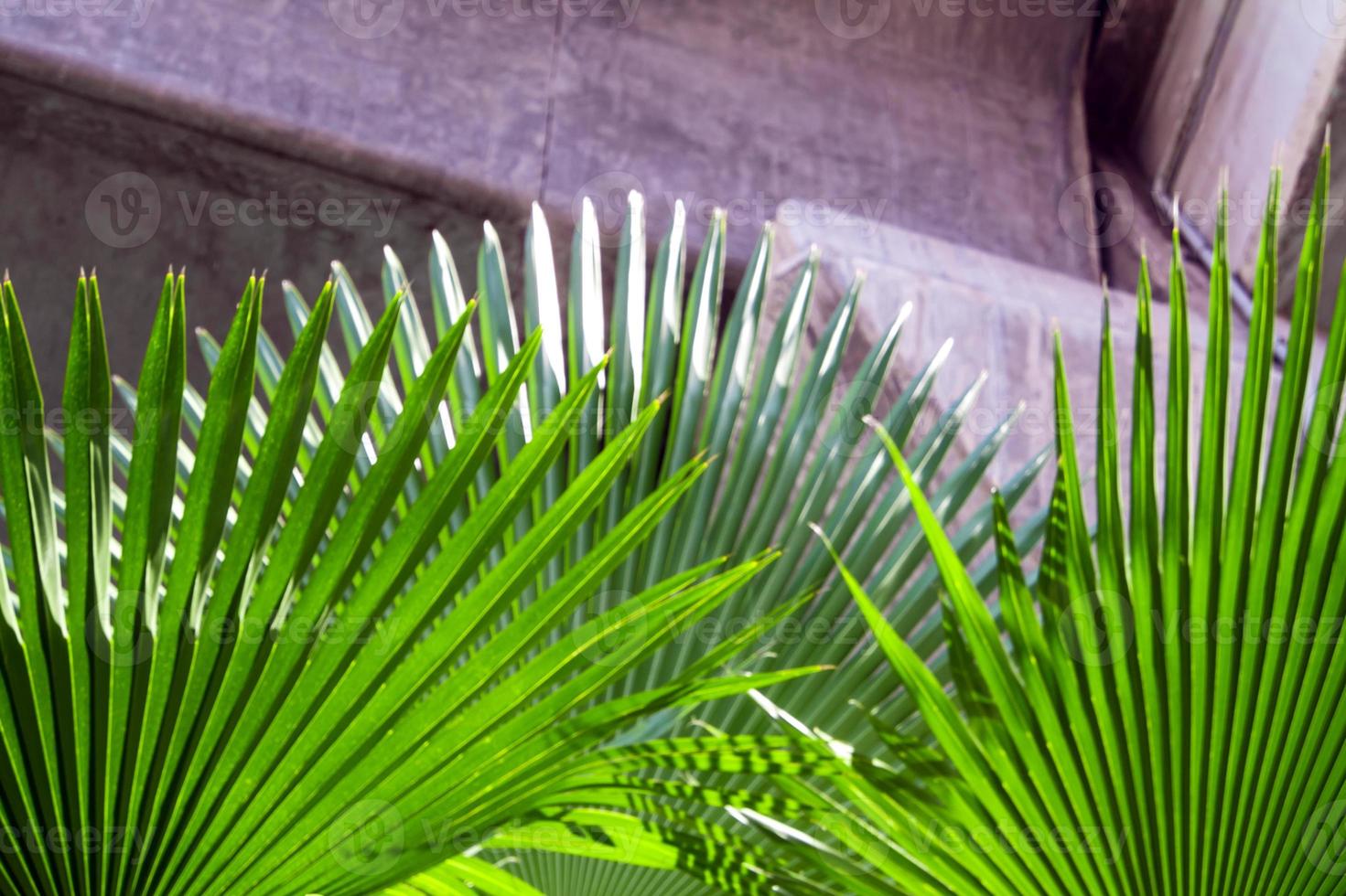 Palm leaf under the high-rise concrete bridge photo