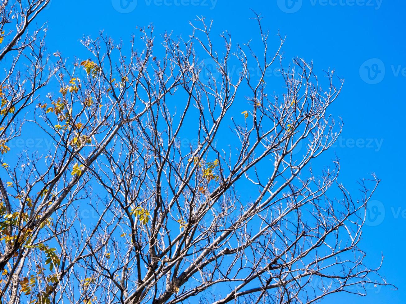 Dried pot of Padauk on deciduous tree in the autumn season with blue sky background photo