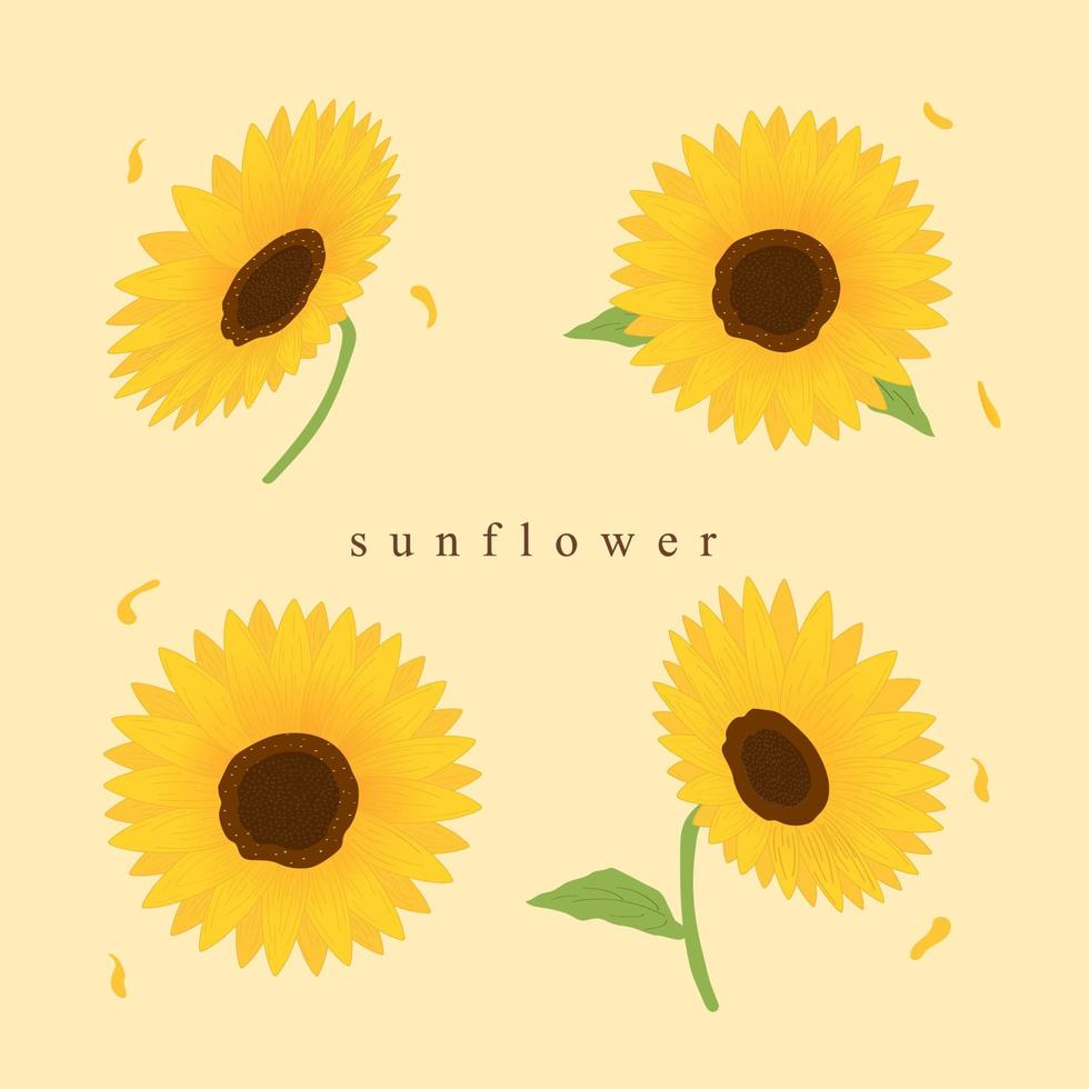 Vector illustration of sunflower. Bouquet of flowers. Sunflowers. Hand-painted. Isolated background.