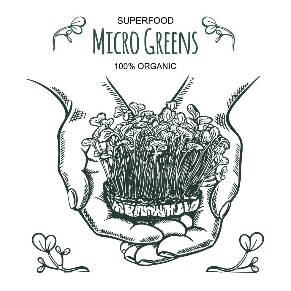 Sketch of a hand holding microgreen sprouts in a bowl. Hand drawn. Ecologically clean plants 100 organic, super food. vector