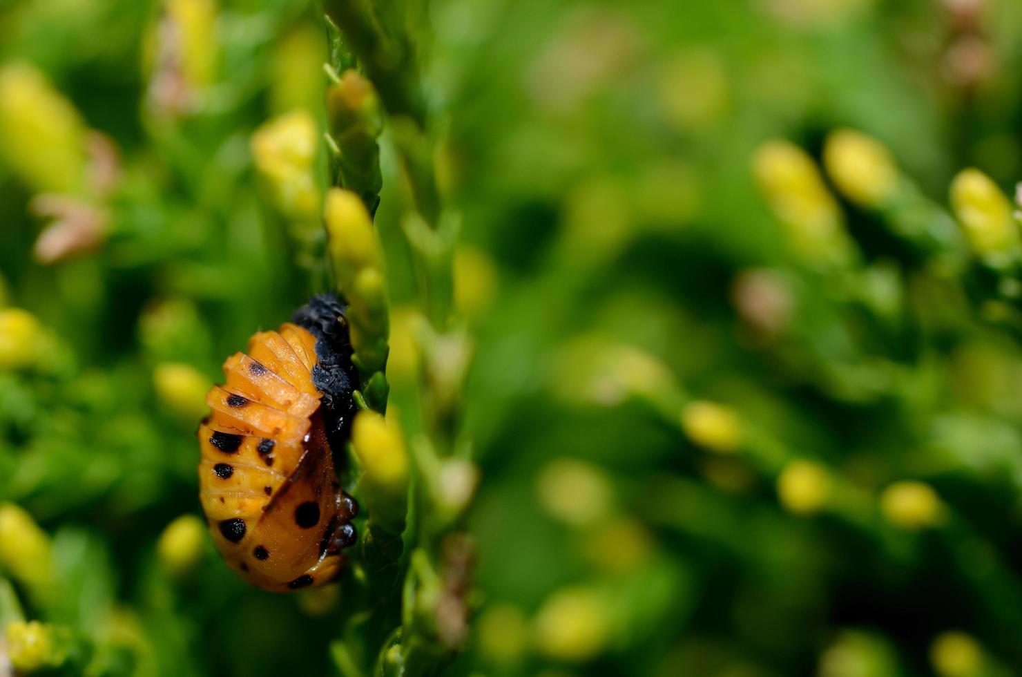 young ladybug crawler photo