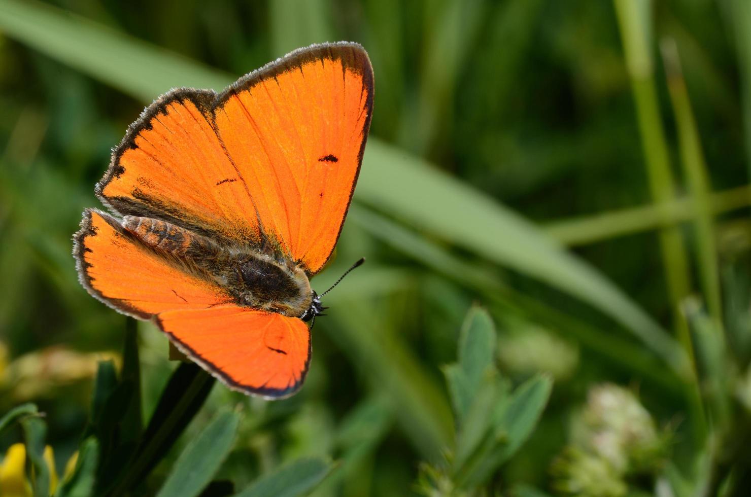 mariposa brillante en la primavera foto