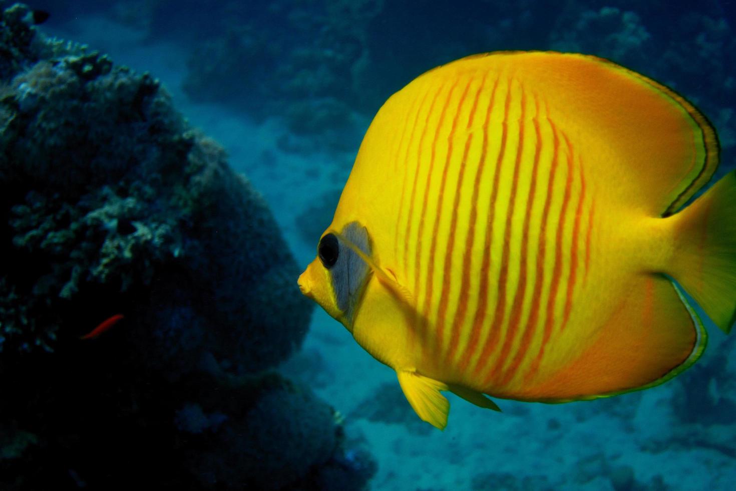 mask butterflyfish close photo