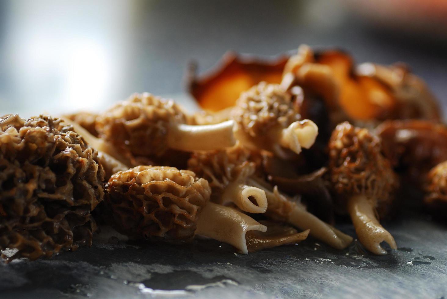 morels from the forest photo
