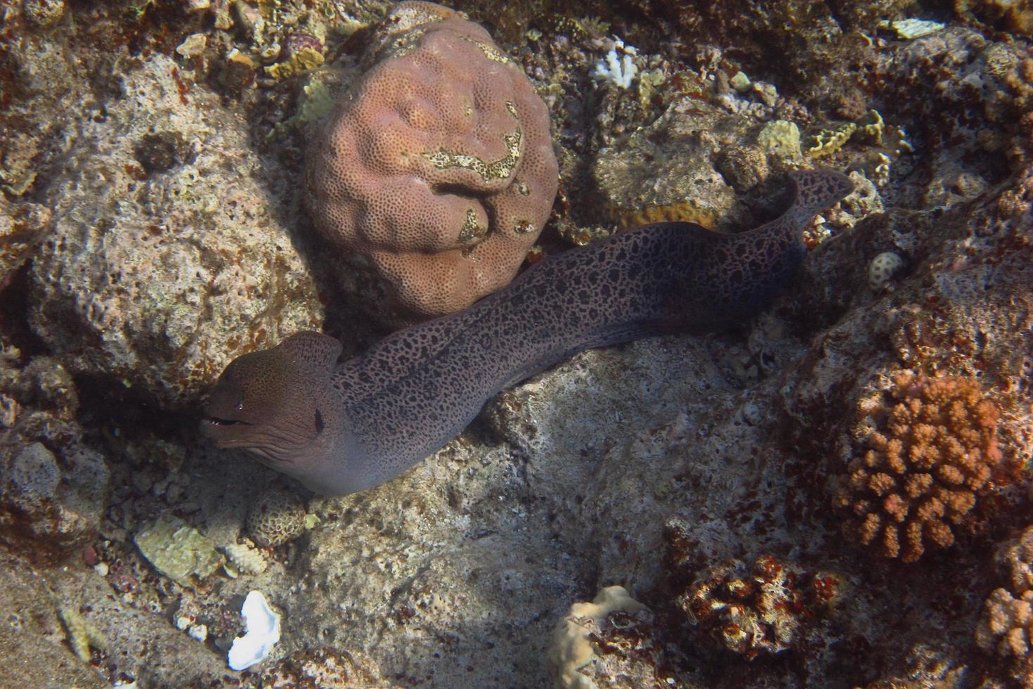 giant moray on ground photo