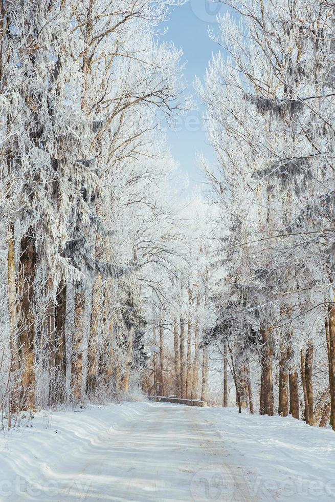 the winter road. Dramatic scene. Carpathian, Ukraine, Europe. photo