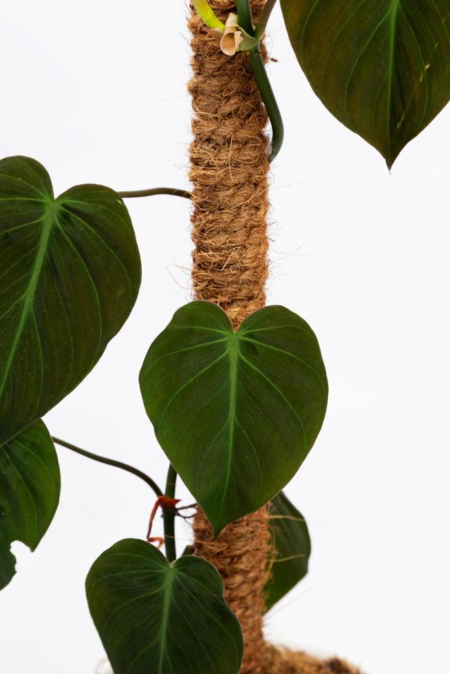 Tropical 'Philodendron Hederaceum Micans' house plant with heart shaped leaf with velvet texture in flower pot on white background stock photo