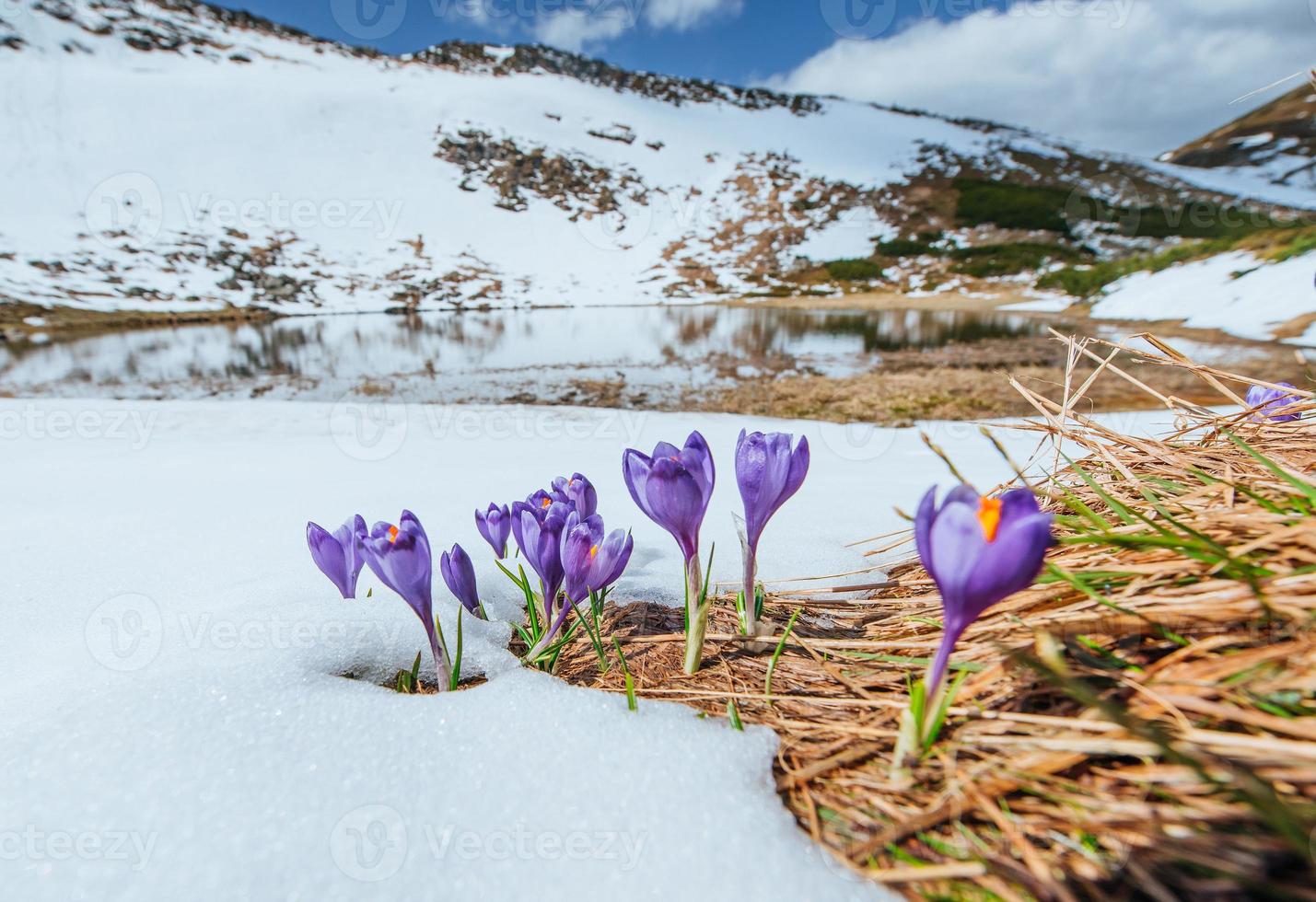 Blooming violet crocuses in mountains. Carpathians, Ukraine, Europe photo