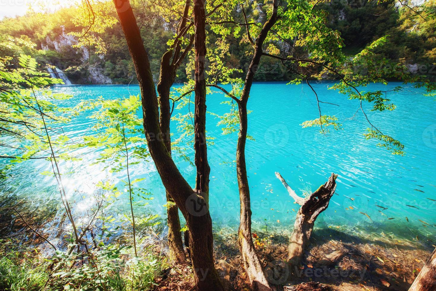 A photo of fishes swimming in a lake, taken in the national park Plitvice, Croatia