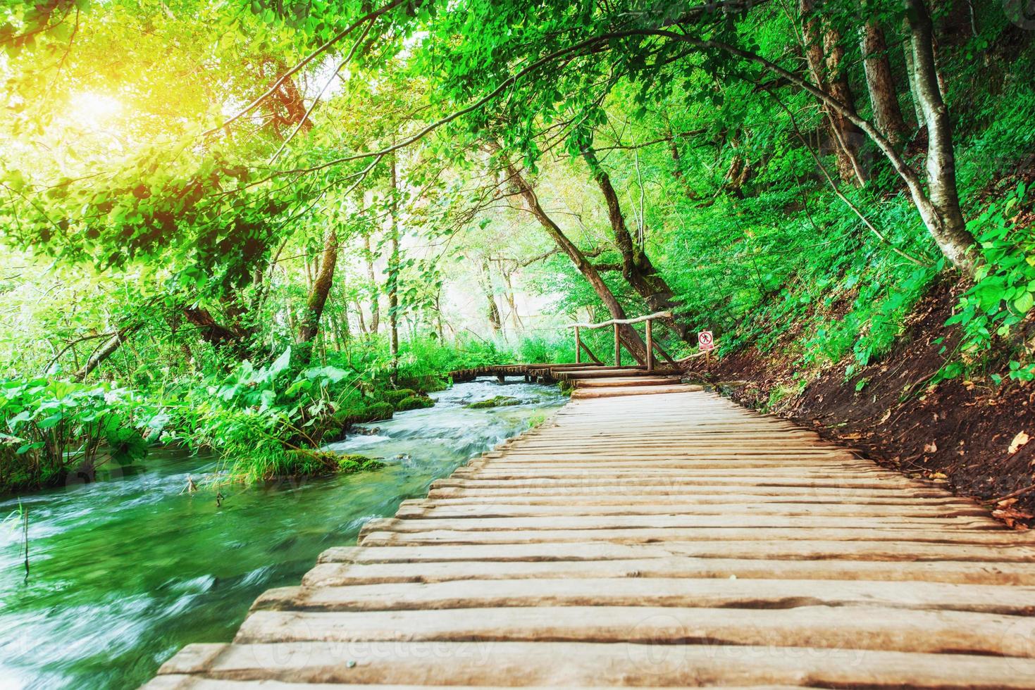 Wooden laying on blue water. Plitvice lakes Croatia photo