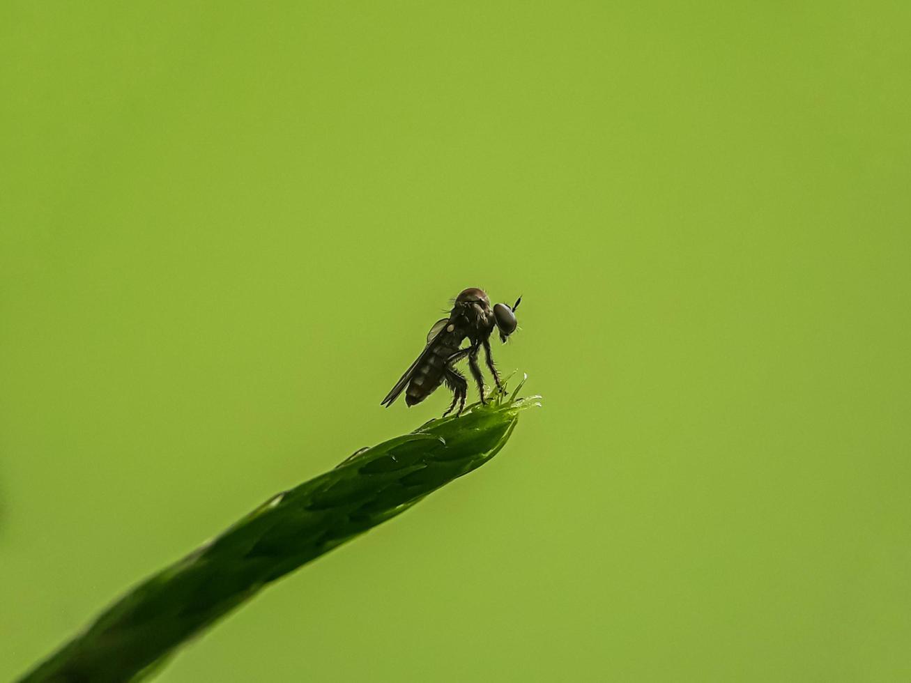 Macro insects mosquitoes fly robbers photo