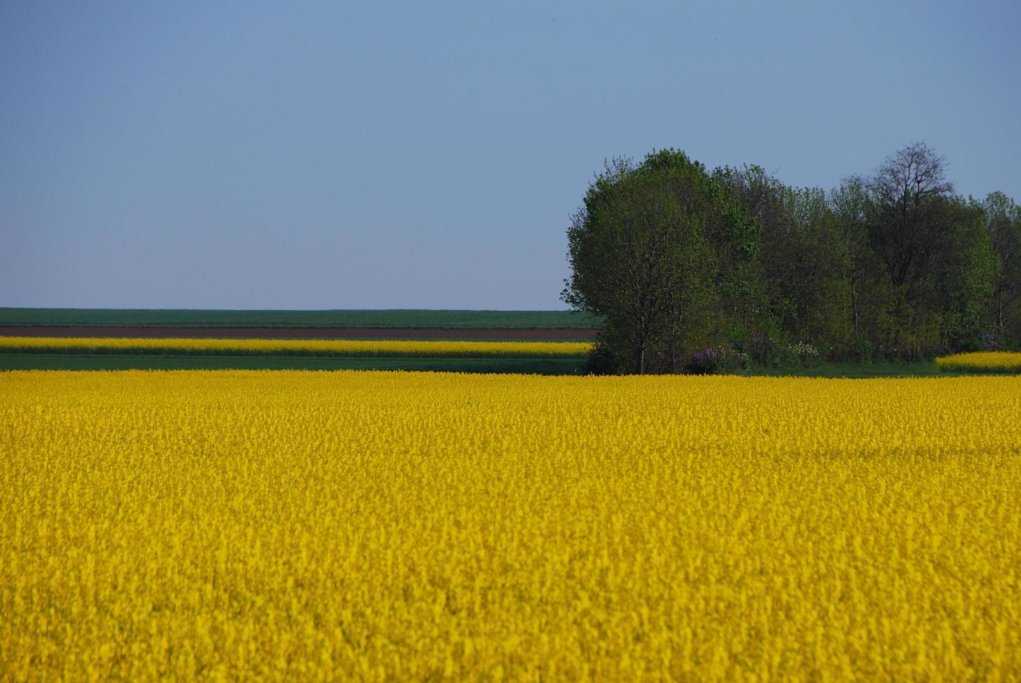 rape field and forest photo