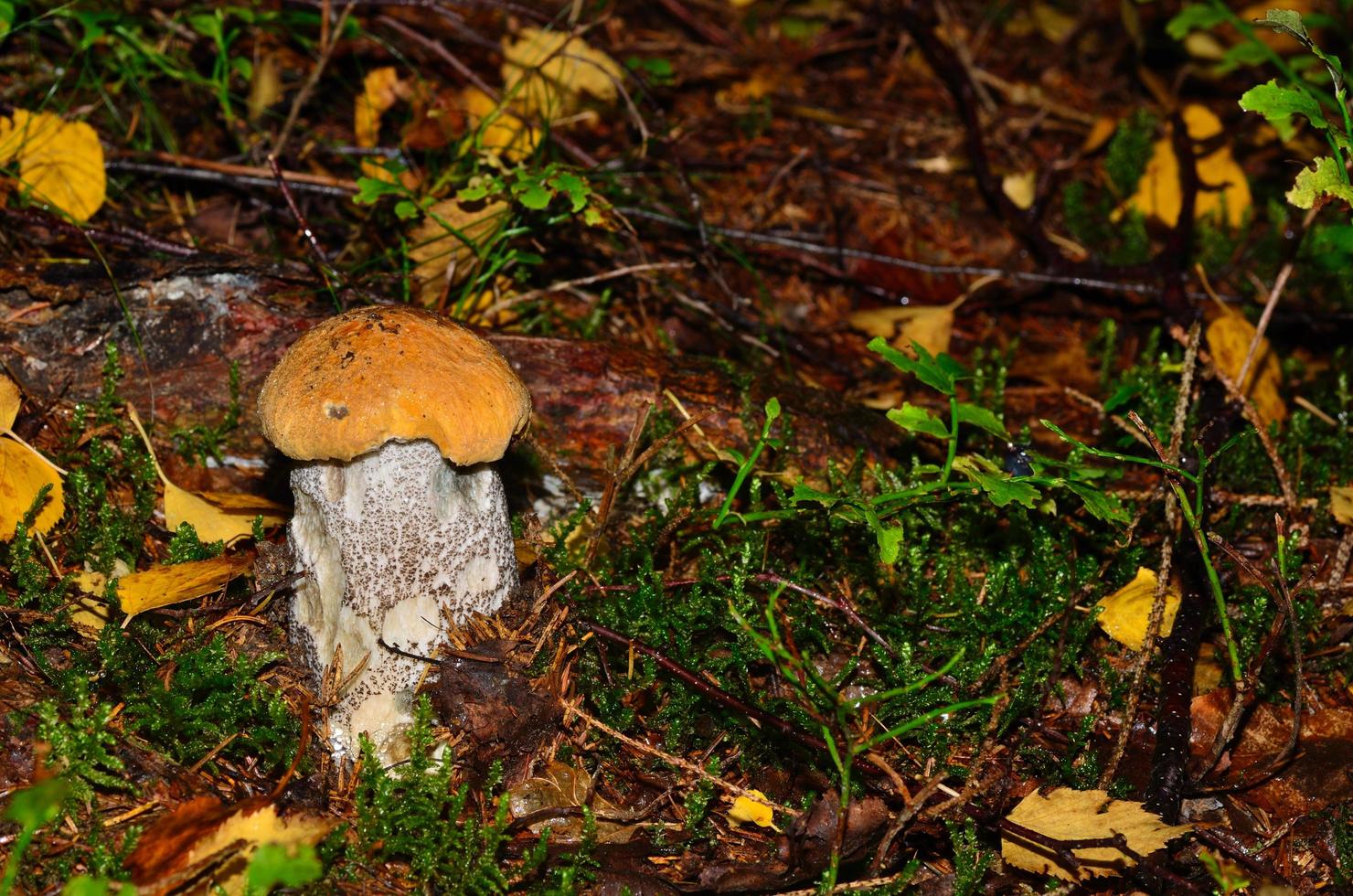 small red cap mushroom photo