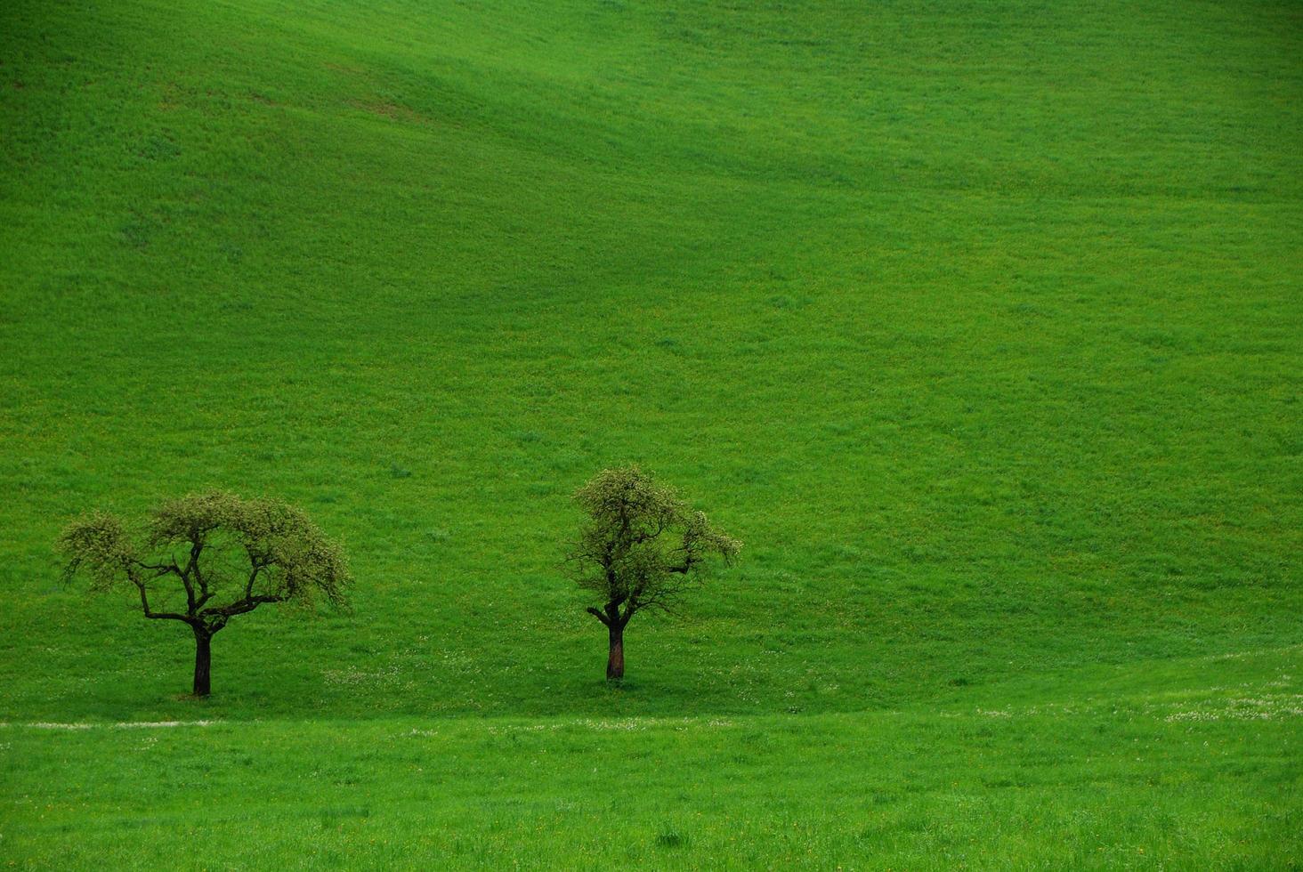 two trees on pasture photo