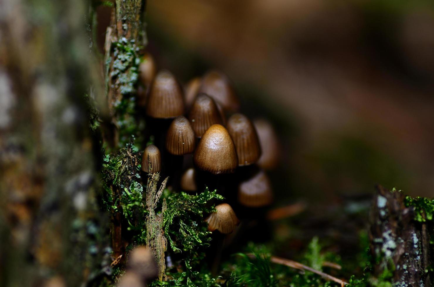 small mushrooms large view photo