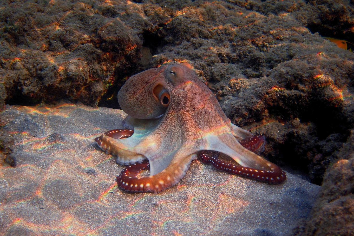 pulpo rojo en la arena foto