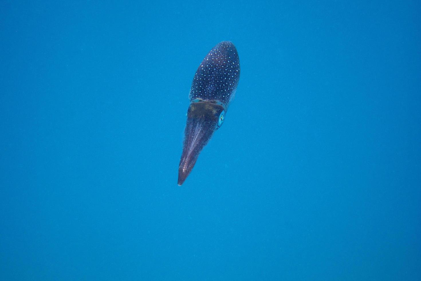 reef squid large photo