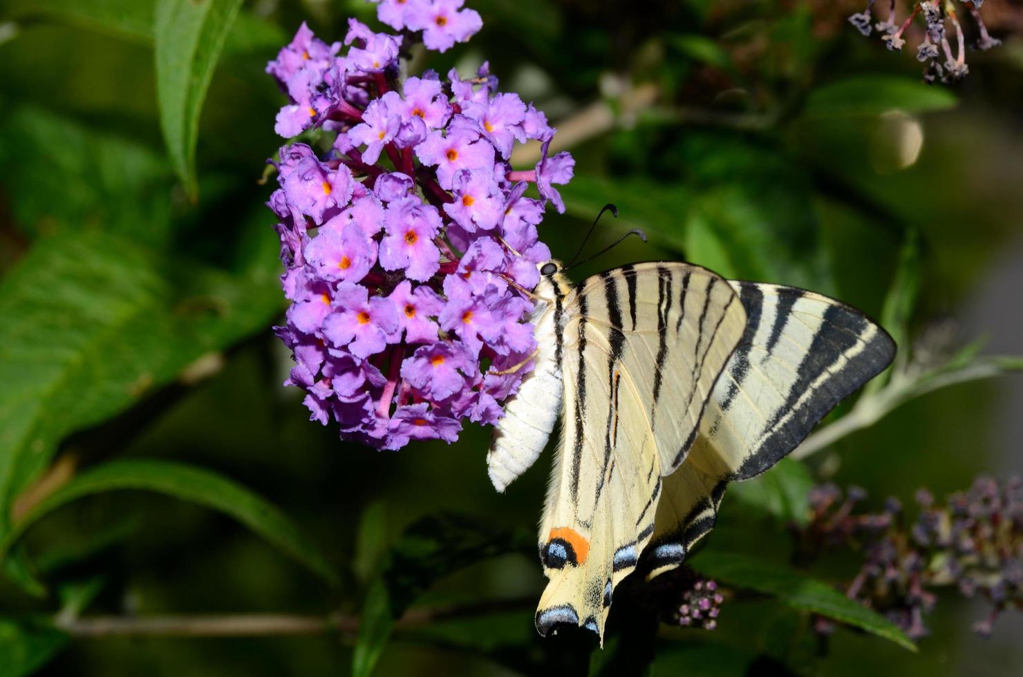 escasa mariposa cola de golondrina foto
