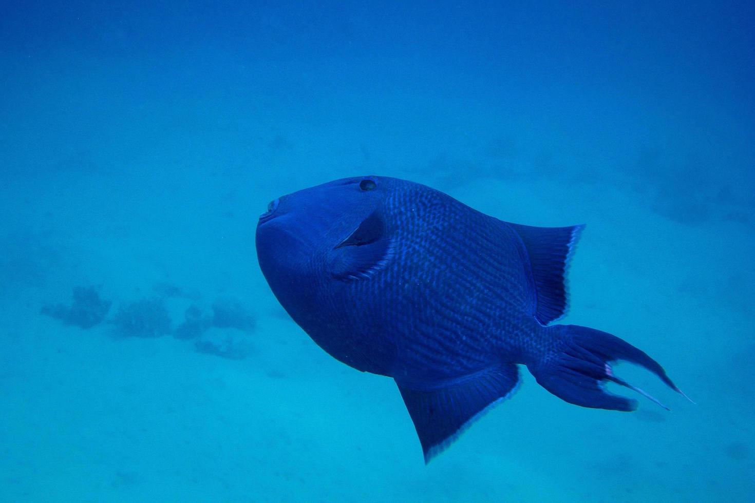 blue trigger fish photo