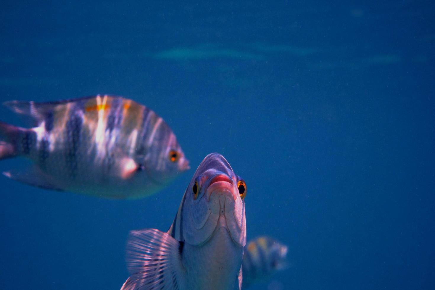 dos peces sargento en el mar foto