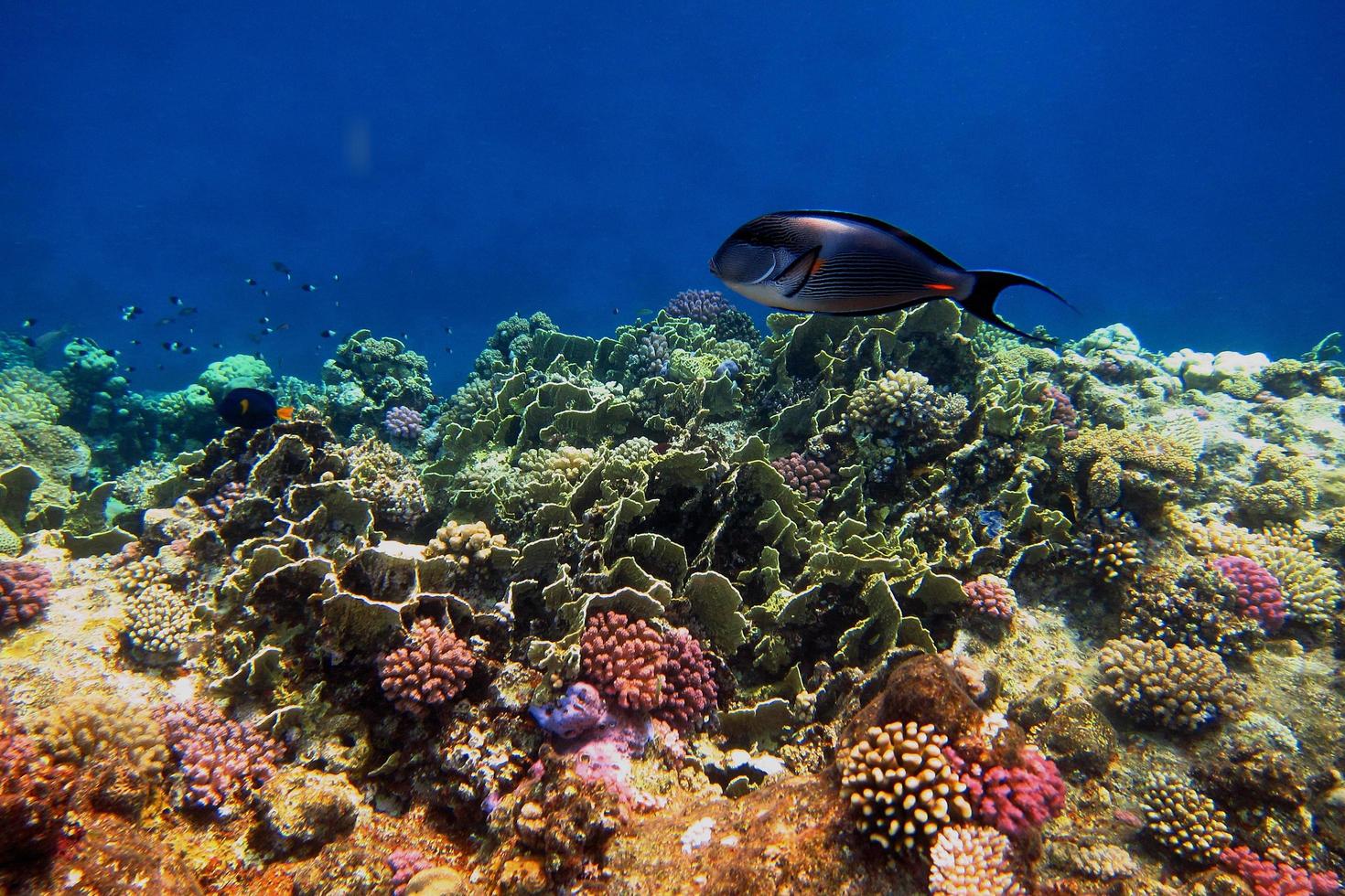 cala de colores con peces foto