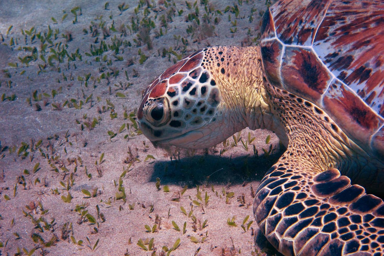 sea turtle large view photo