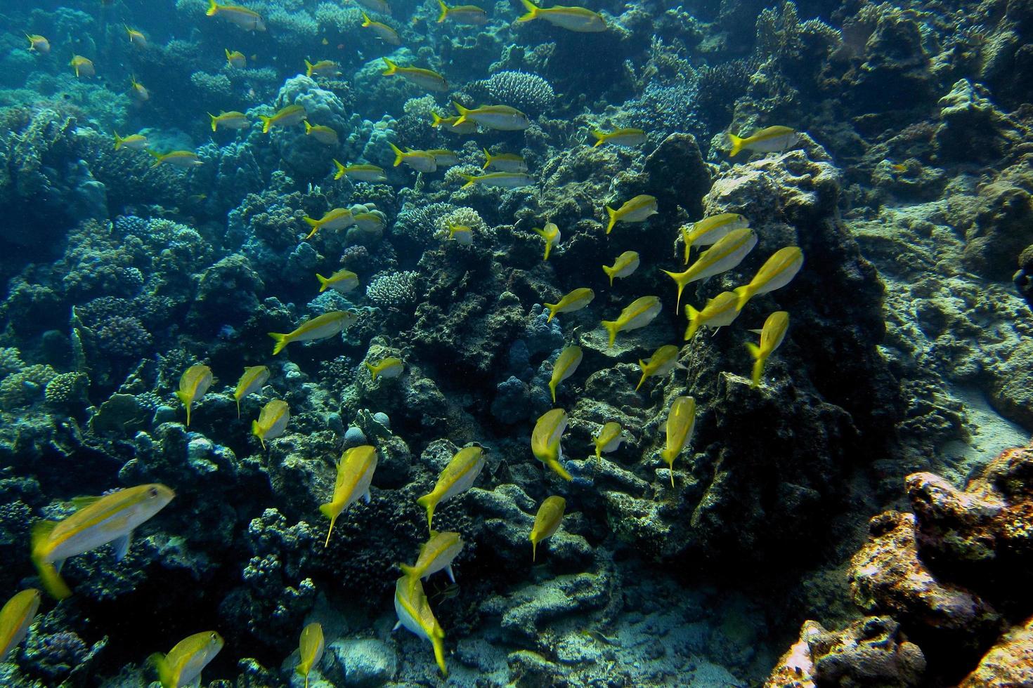 many yellow white fish photo