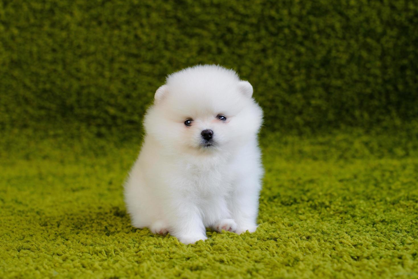 hermoso y pequeño spitz pomerania blanco foto