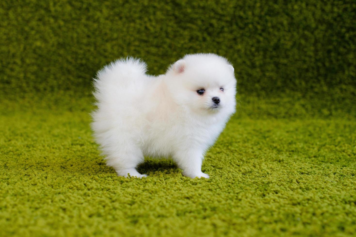 hermoso y pequeño spitz pomerania blanco foto