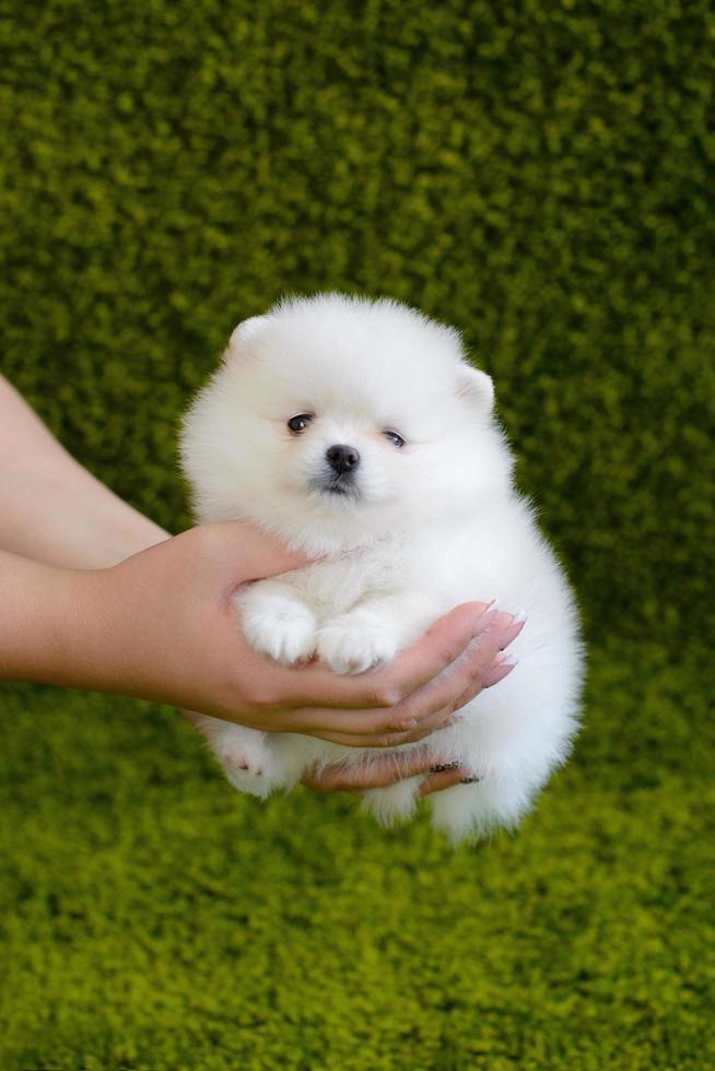 Beautiful little white Pomeranian spitz photo