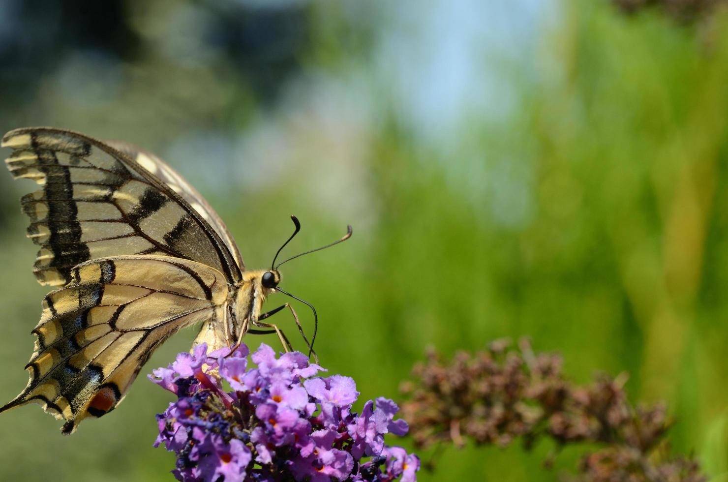 swallowtail large view photo