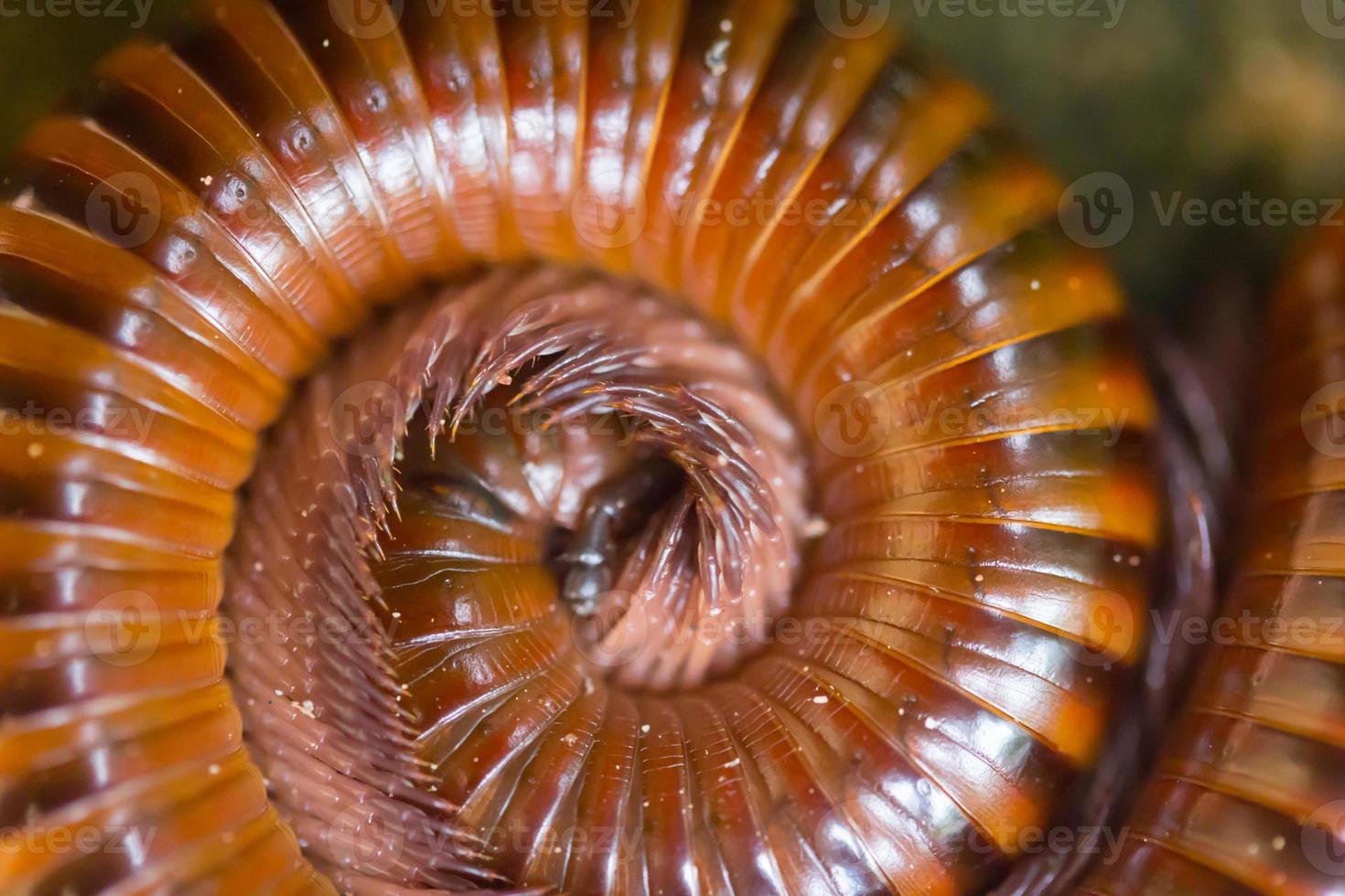 Millipedes are curled texture photo