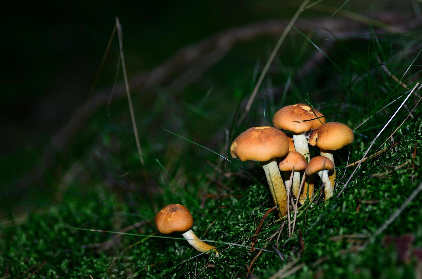 mushroom in moss and grass photo