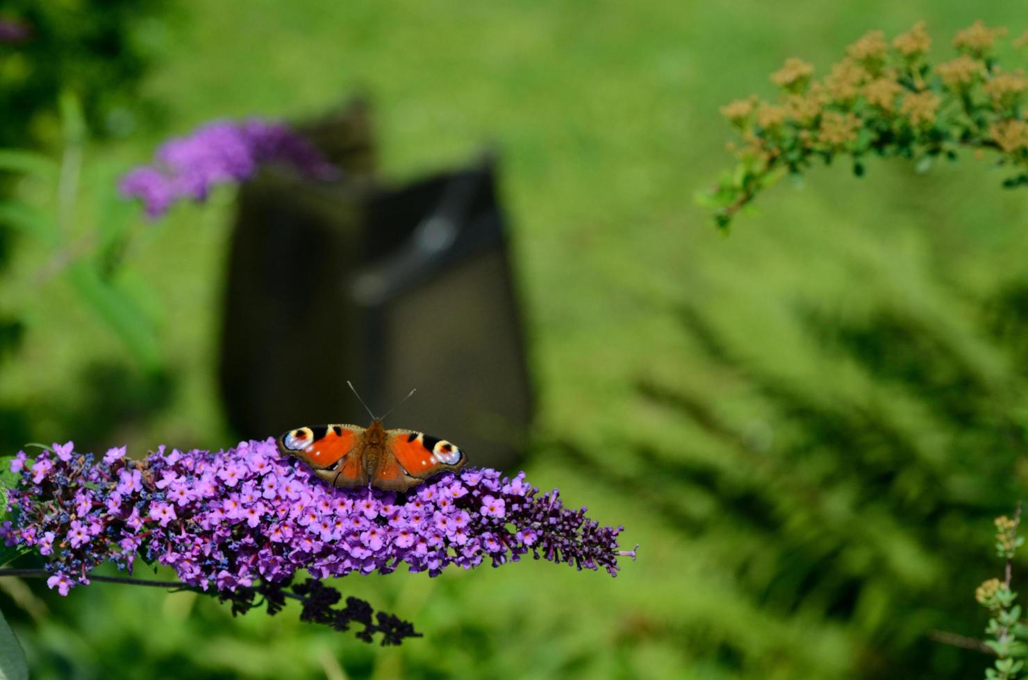 admiral butterfly on lilac photo