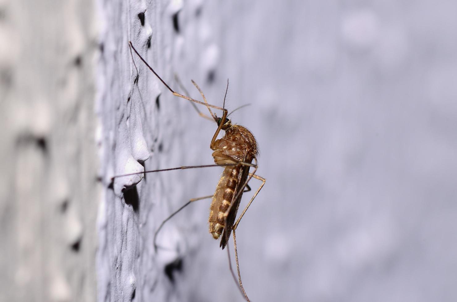 mosquito en la pared foto