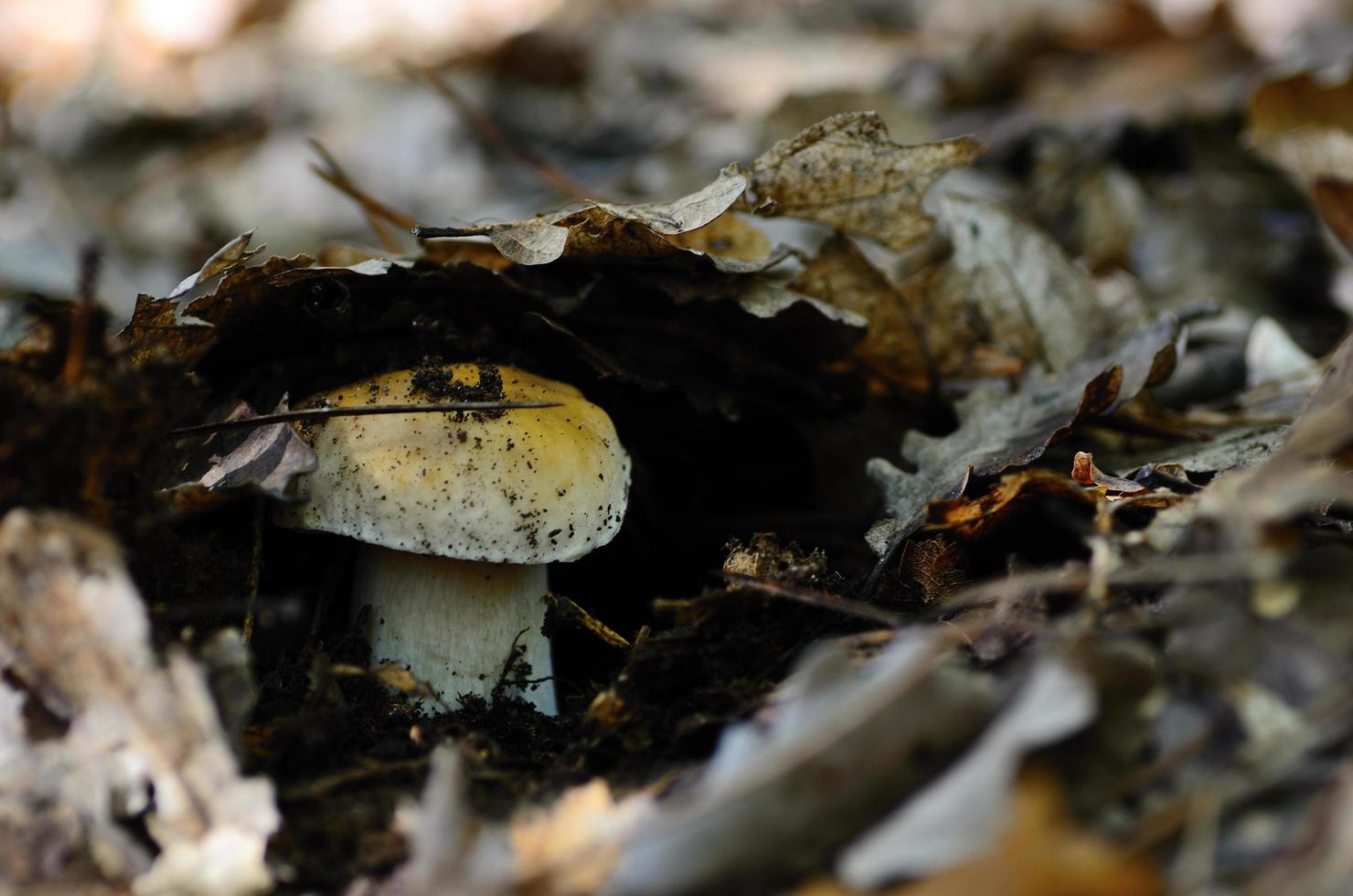 mushroom hiding under leaves photo