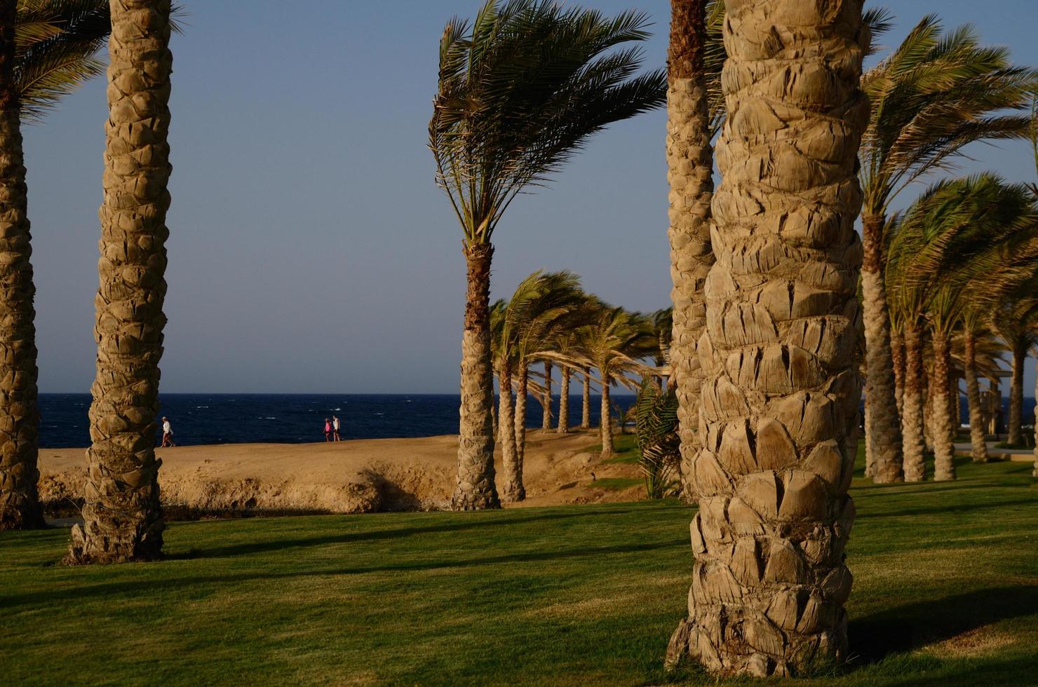 palms meadow at sea photo