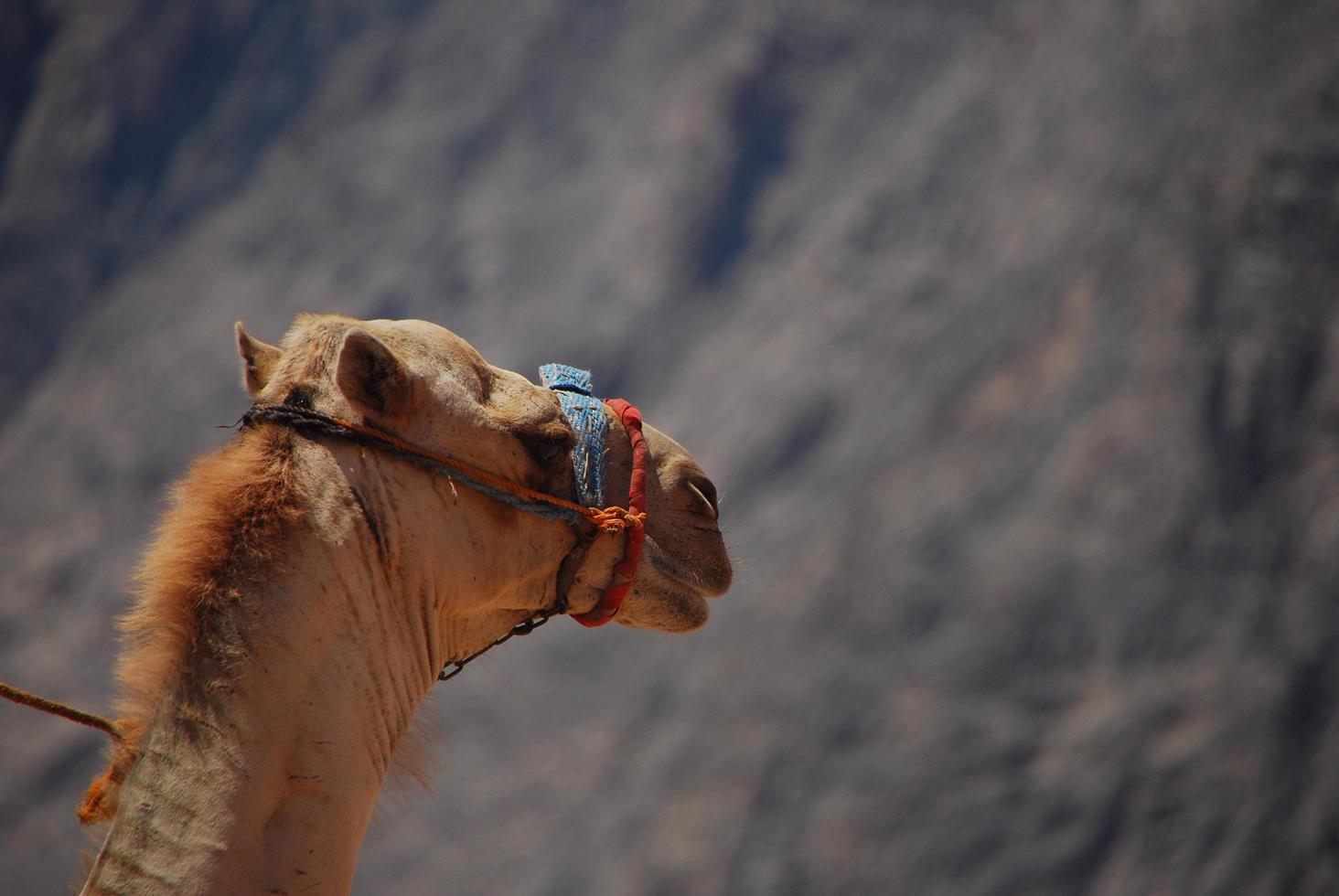 camel on the beach on holiday in egypt with sea photo