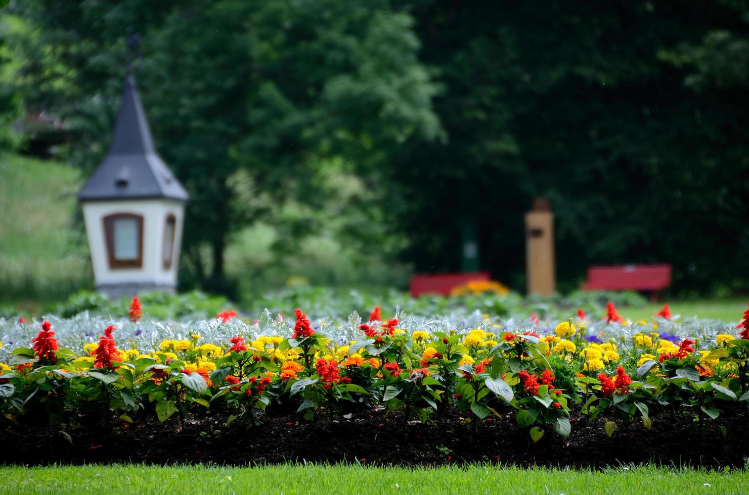 flores en el parque foto